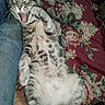 animal, blanket, cat, cute, feline, floral_pattern, fur, indoor, jeans, kitten, lying_down, mouth_open, paw, person, pet, relaxed, resting, tabby, whiskers, yawning