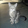Ruckus joined the competition — help win amazing prizes! animal_portrait, bed, blanket, cat, cozy, cute, domestic_animal, eyes, feline, fur, furniture, gray_tabby, indoor, looking_at_camera, pet, pillow, resting_place, sitting, tail, whiskers