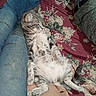Ruckus joined the competition — help win amazing prizes! animal, bedspread, casual, cat, comfort, domestic, feline, floral_pattern, fur, indoor, jeans, lying_down, paw, person, pet, relaxed, resting, striped, tabby_cat, tail