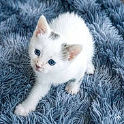 Dice joined the competition — help win amazing prizes! kitten, cat, white_cat, blue_eyes, fur, paw, cute, pet, animal, indoor, playful, curious, soft_texture, rug, feline, young_animal, whiskers, small, adorable, domestic_cat