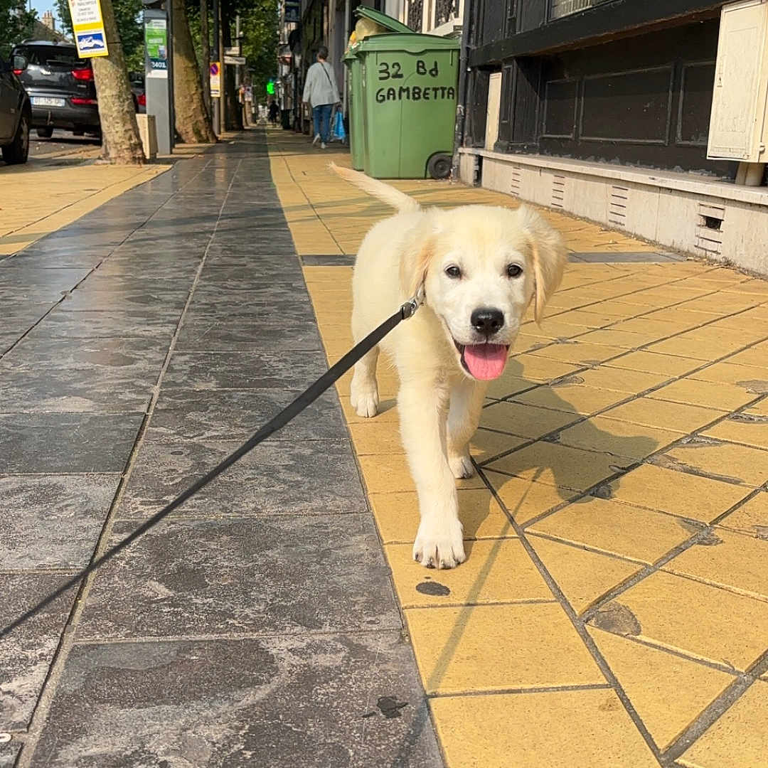 Volt a rejoint le concours — aidez-le/la à gagner de superbes lots ! accessories, animal, canine, car, city, dog, flagstone, path, person, pet, puppy, road, sidewalk, slate, strap, street, transportation, urban, vehicle, walkway