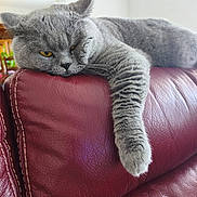Martin a rejoint le concours — aidez-le/la à gagner de superbes lots ! cat, gray_cat, feline, pet, lounging, resting, relaxed, indoor, leather_couch, red_couch, paw, whiskers, ears, fur, yellow_eyes, home, domestic, cute, animal, mammal