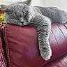 cat, gray_cat, feline, pet, lounging, resting, relaxed, indoor, leather_couch, red_couch, paw, whiskers, ears, fur, yellow_eyes, home, domestic, cute, animal, mammal