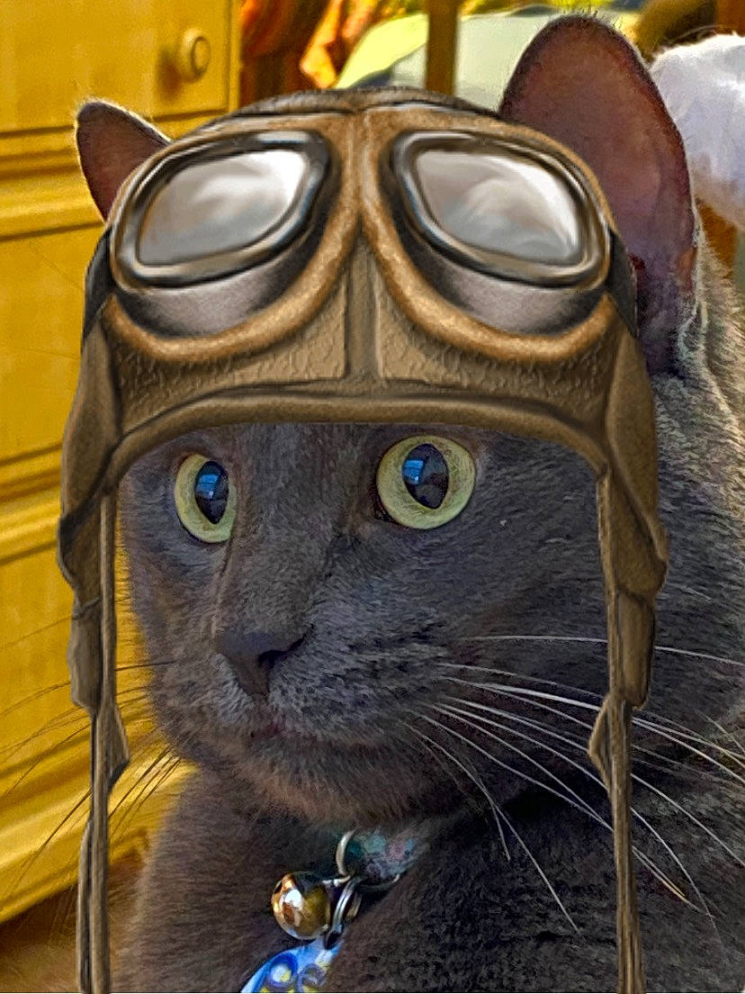 Slate is registered to the contest to win money with this photo: art, artifact, bag, carnivore, cat, electric_blue, eyewear, fawn, felidae, fur, glasses, head, personal_protective_equipment, sculpture, selfie, small_to_medium_sized_cats, snout, vision_care, whiskers, wood