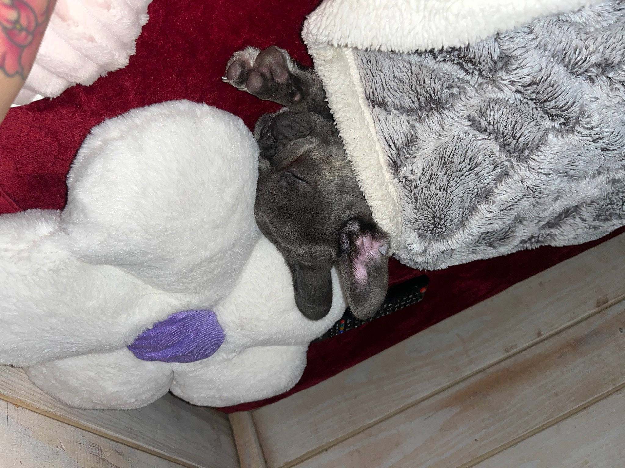 Blue is registered to the contest to win money with this photo: carmine, carnivore, comfort, companion_dog, couch, dog, dog_breed, fawn, flooring, fur, grey, hardwood, linens, mammal, sporting_group, tail, textile, vertebrate, wood, wool