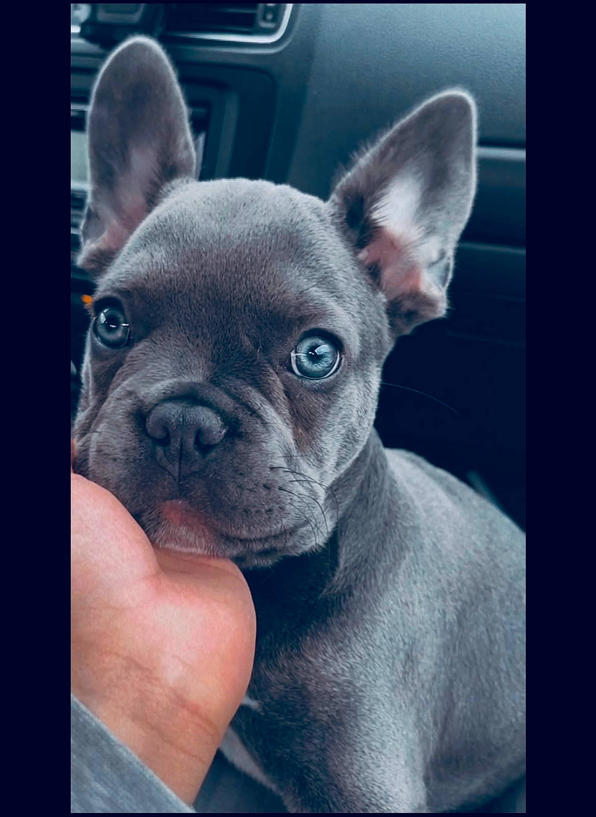 Blue is registered to the contest to win money with this photo: beauty, bulldog, canidae, carnivore, comfort, companion_dog, dog, dog_breed, ear, electric_blue, fawn, french_bulldog, non_sporting_group, selfie, terrestrial_animal, toy_dog, whiskers, working_animal, wrinkle