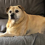 Dolly joined the competition — help win amazing prizes! dog, canine, pet, lounge, indoor, sofa, couch, blanket, fur, light_brown, relaxed, resting, animal, domestic_animal, mammal, companion, quiet, home, comfortable, portrait