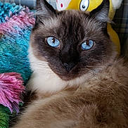 Diamond joined the competition — help win amazing prizes! animal, blanket, blue_eyes, cat, closeup, colorful, cozy, cute, feline, fluffy, fur, indoor, pet, plush_toy, polka_dot, portrait, relaxing, soft, whiskers, yellow