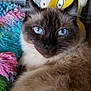 animal, blanket, blue_eyes, cat, closeup, colorful, cozy, cute, feline, fluffy, fur, indoor, pet, plush_toy, polka_dot, portrait, relaxing, soft, whiskers, yellow