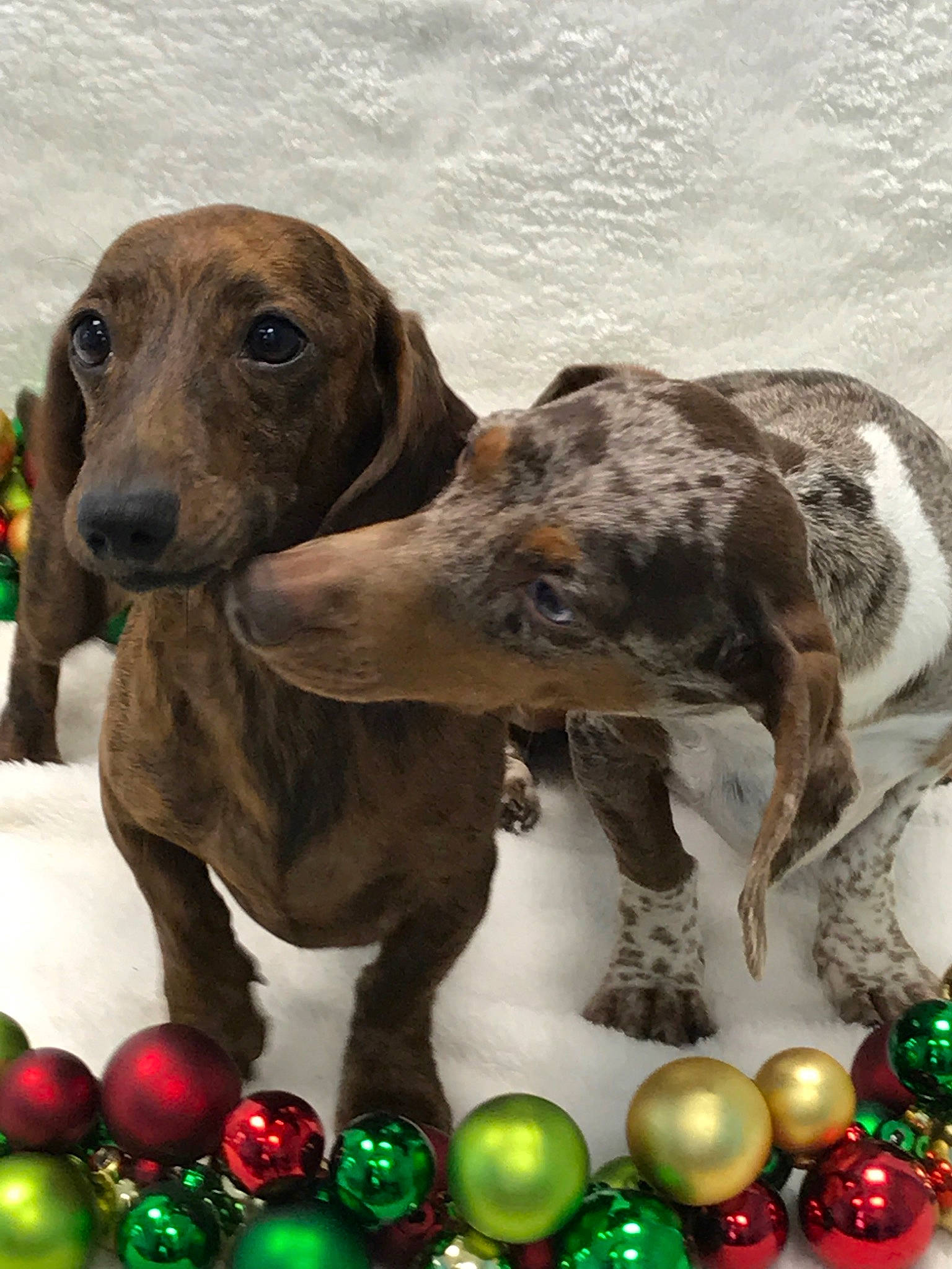 Oscar is registered to the contest to win money with this photo: canidae, carnivore, dachshund, dog, dog_breed, mammal, sporting_group, vertebrate, weimaraner