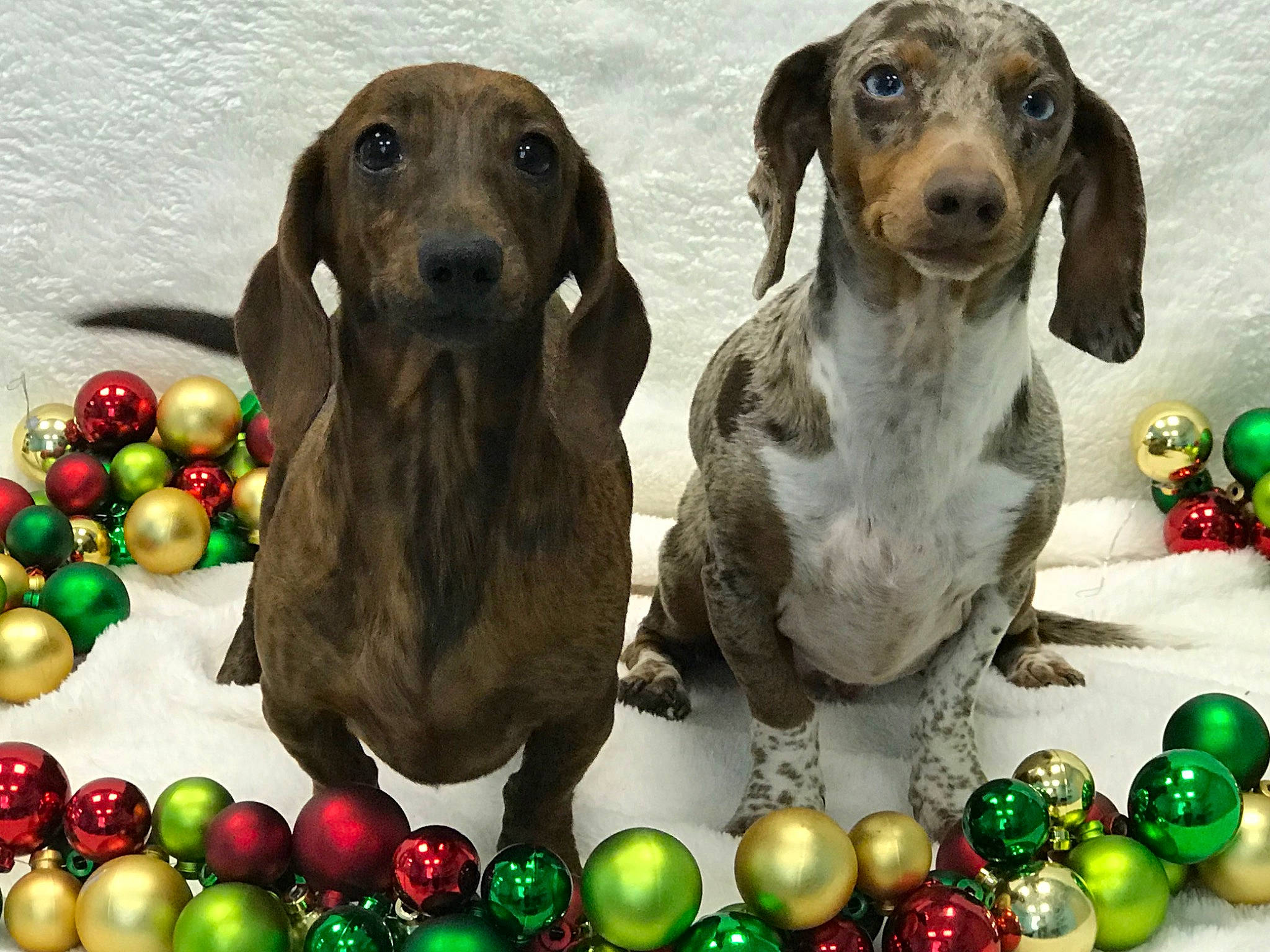 Oscar joined the competition — help win amazing prizes! canidae, carnivore, dachshund, dog, dog_breed, hound, puppy, rare_breed_dog, scent_hound, sporting_group
