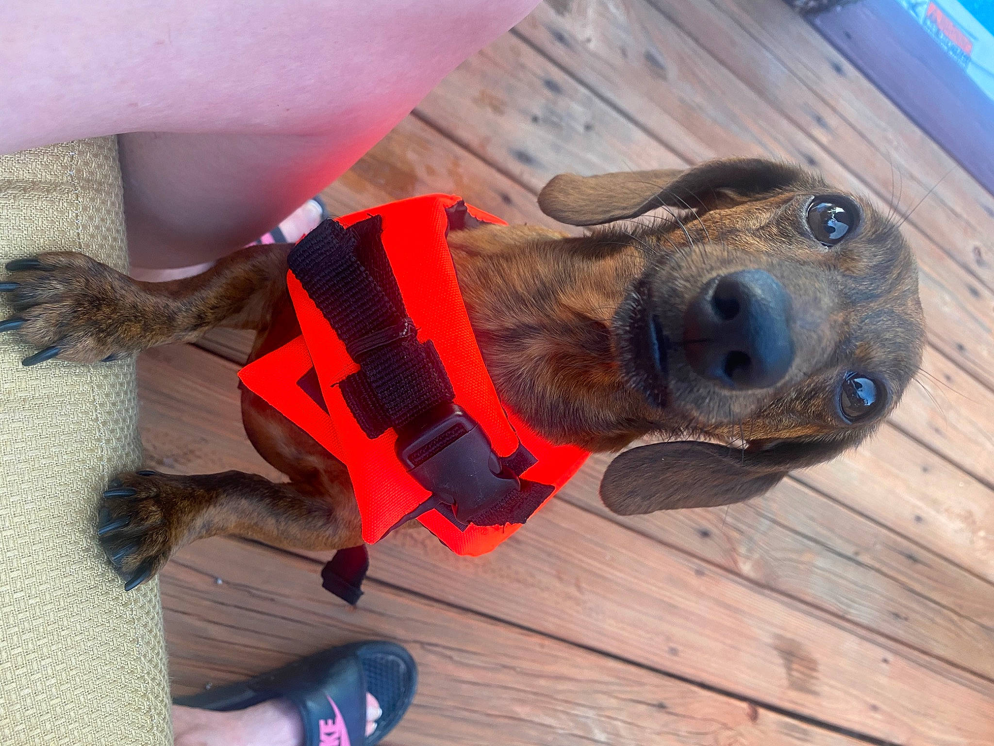 Oscar is registered to the contest to win money with this photo: canidae, carnivore, dachshund, dog, dog_breed, dog_clothes, dog_toy, fawn, leash, personal_protective_equipment, puppy, snout, sporting_group