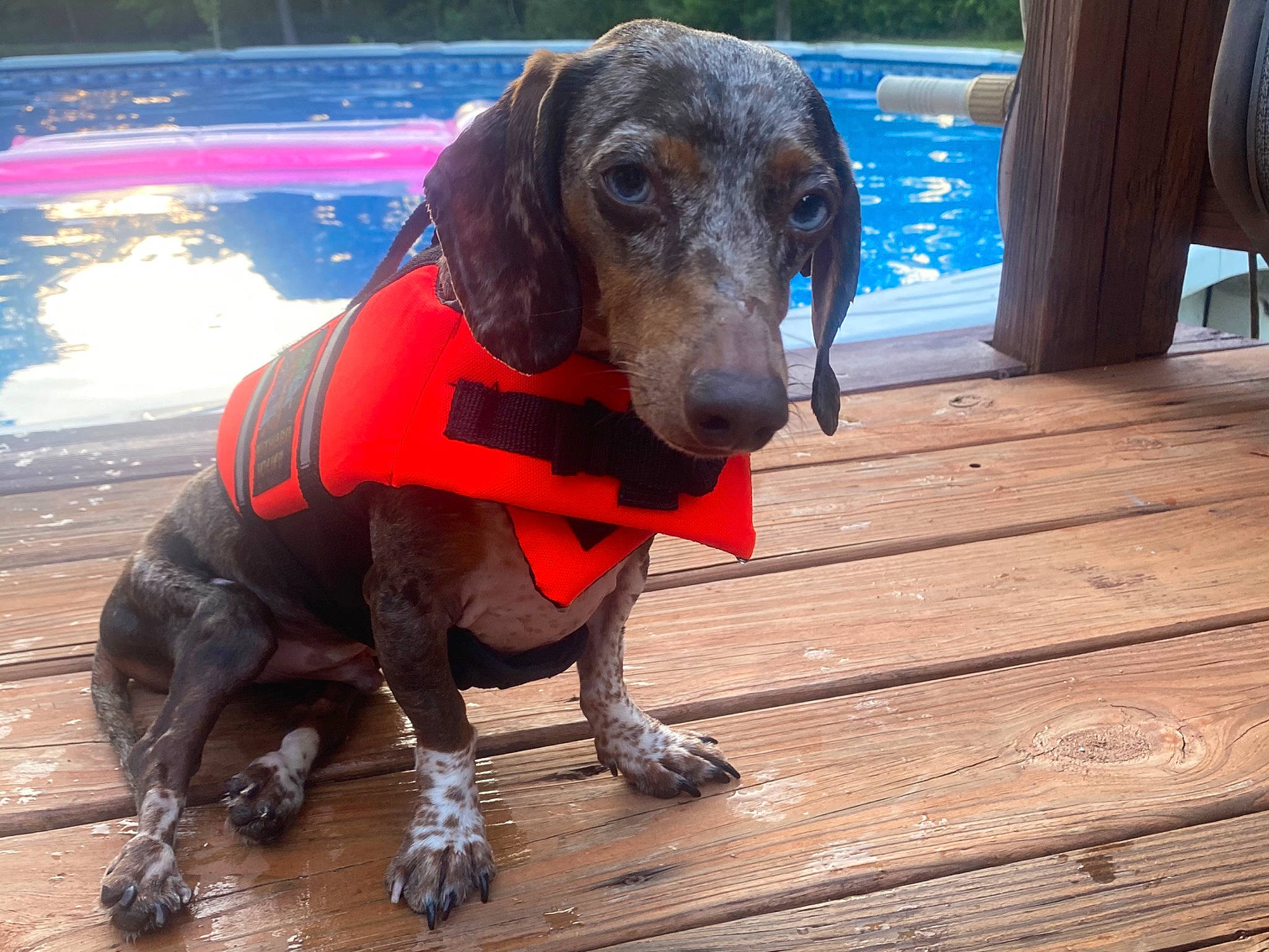 Herschel is registered to the contest to win money with this photo: canidae, carnivore, dachshund, dog, dog_breed, hound, mammal, plott_hound, snout, sporting_group, vertebrate