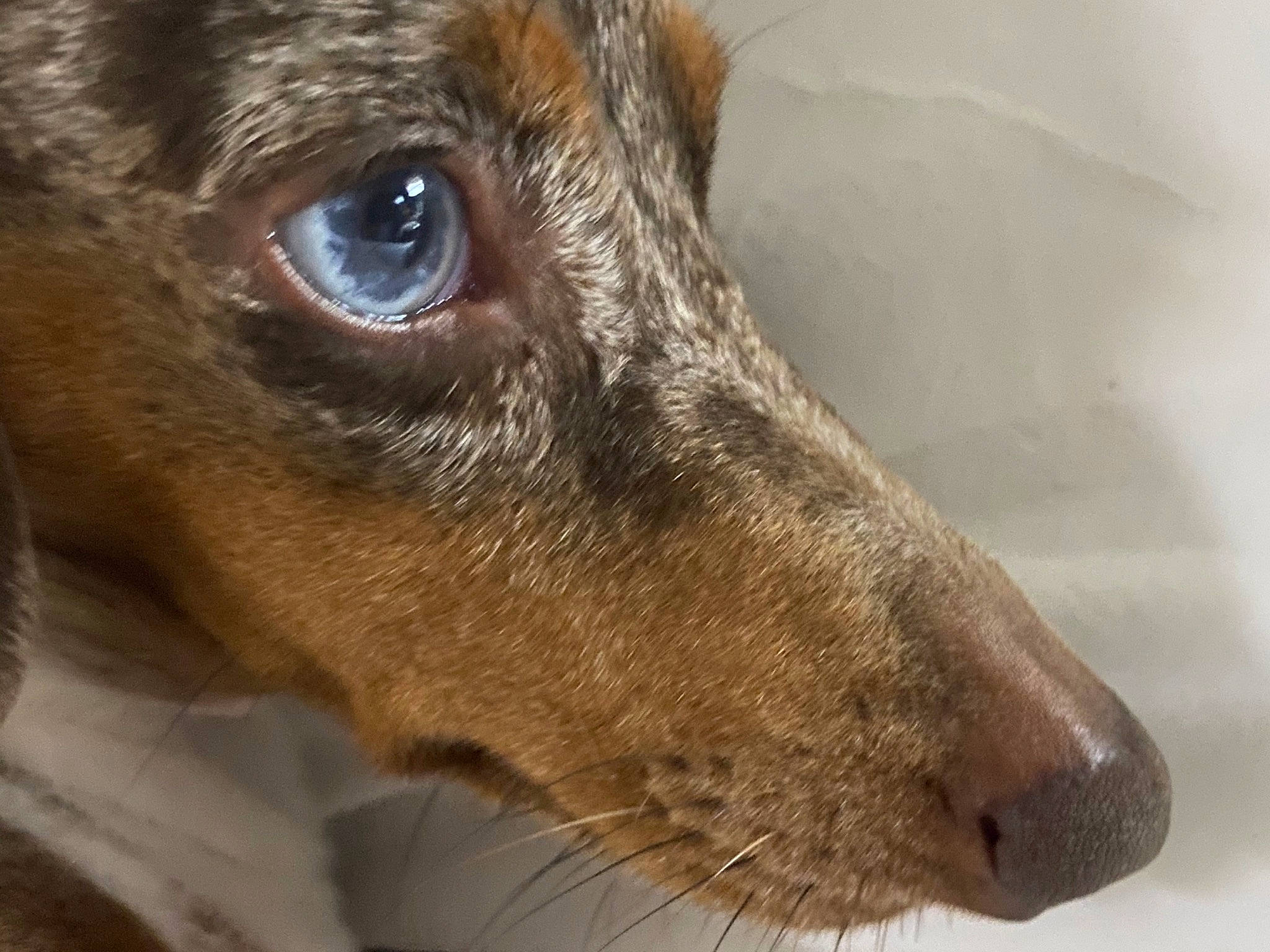 Herschel joined the competition — help win amazing prizes! canidae, carnivore, close_up, dachshund, dog, dog_breed, eye, fox_terrier, fur, mammal, nose, potcake_dog, snout, street_dog, whiskers