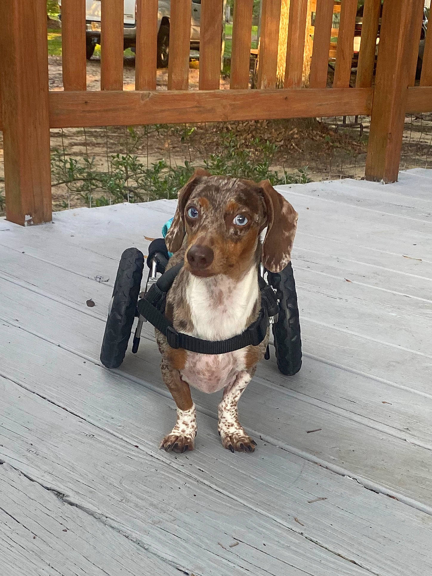 Herschel joined the competition — help win amazing prizes! beagador, canidae, carnivore, collar, companion_dog, dachshund, dog, dog_breed, dog_collar, ear, leash, mammal, puppy, snout, sporting_group