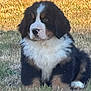 puppy, bernese_mountain_dog, dog, grass, outdoor, animal, pet, fur, black, white, brown, cute, young, sitting, nature, sunlight, calm, fluffy, portrait, daytime