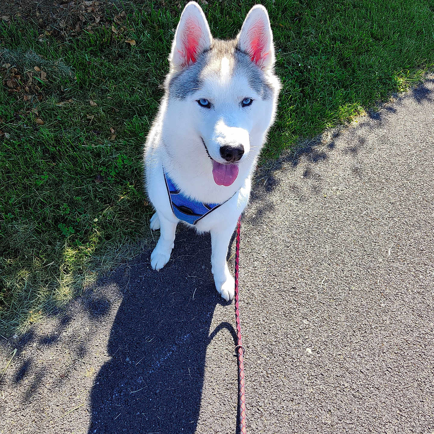 Phoenix participe au concours pour gagner de l'argent avec cette photo : dog, husky, siberian_husky, blue_eyes, white_fur, fluffy, sitting, tongue_out, perked_ears, leash, harness, outdoor, park, path, grass, sunlight, shadow, portrait, pet, animal