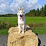 Phoenix participe au concours pour gagner de l'argent avec cette photo : animal, blue_sky, canine, clouds, daytime, dog, field, grass, happy, mammal, nature, outdoor, pet, rock, rural, siberian_husky, sitting, sunny, tongue_out, trees