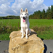 Phoenix a rejoint le concours — aidez-le/la à gagner de superbes lots ! dog, siberian_husky, rock, tongue_out, blue_eyes, grass, field, trees, clouds, sky, sunny, outdoor, nature, canine, pet, animal, happy, portrait, daytime, smiling