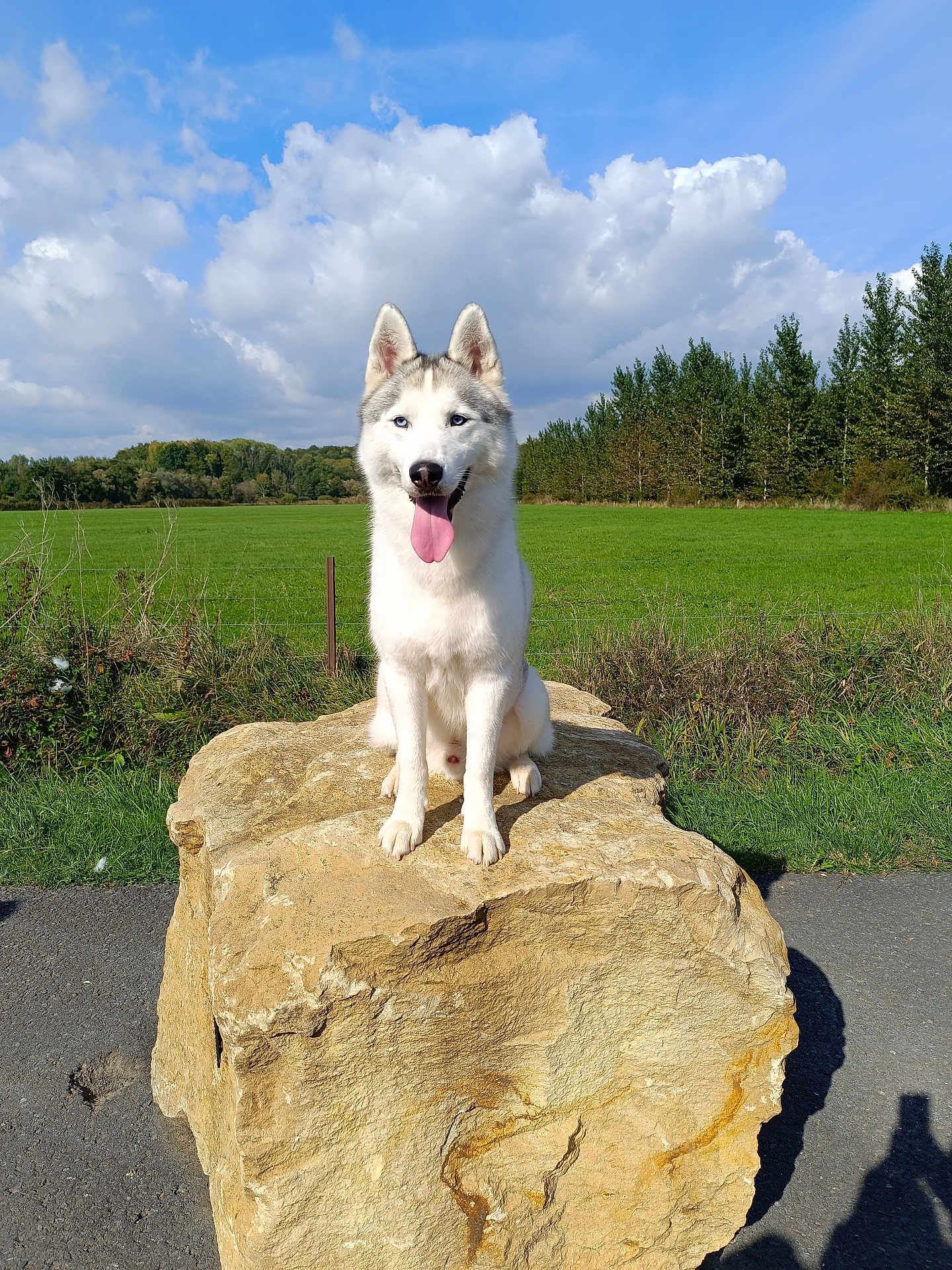 Phoenix a rejoint le concours — aidez-le/la à gagner de superbes lots ! dog, siberian_husky, rock, tongue_out, blue_eyes, grass, field, trees, clouds, sky, sunny, outdoor, nature, canine, pet, animal, happy, portrait, daytime, smiling