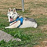 Phoenix participe au concours pour gagner de l'argent avec cette photo : animal, blue_harness, canine, dog, grass, gray_fur, harness, husky, leash, lying_down, outdoors, park, pet, pointed_ears, portrait, relaxed, siberian_husky, sidewalk, tongue_out, white_fur