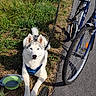 Phoenix participe au concours pour gagner de l'argent avec cette photo : animal, bicycle, blue_eyes, canine, cycling, dog, fluffy, grass, harness, husky, leash, outdoors, pet, portrait, roadside, siberian_husky, sitting, sunlight, water_bowl, white_fur