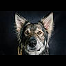 Newdy a rejoint le concours — aidez-le/la à gagner de superbes lots ! dog, portrait, animal, pet, ears, fur, face, canine, looking, alert, closeup, studio, dark_background, muzzle, whiskers, expression, eyes, head, snout, domestic