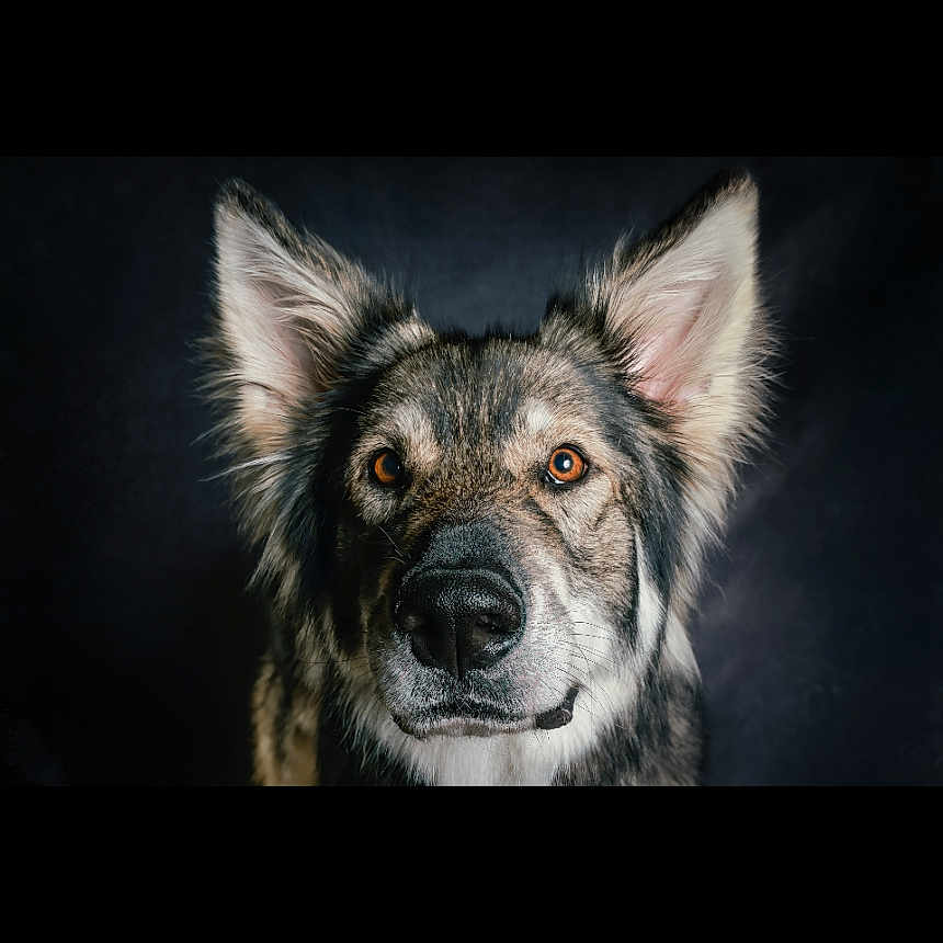 Newdy a rejoint le concours — aidez-le/la à gagner de superbes lots ! dog, portrait, animal, pet, ears, fur, face, canine, looking, alert, closeup, studio, dark_background, muzzle, whiskers, expression, eyes, head, snout, domestic