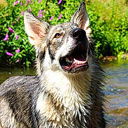 Newdy participe au concours pour gagner de l'argent avec cette photo : dog, wet_fur, stream, water, outdoor, nature, greenery, flowers, happy, ears, animal, canine, summer, sunlight, playful, portrait, muzzle, tongue, fur, eyes