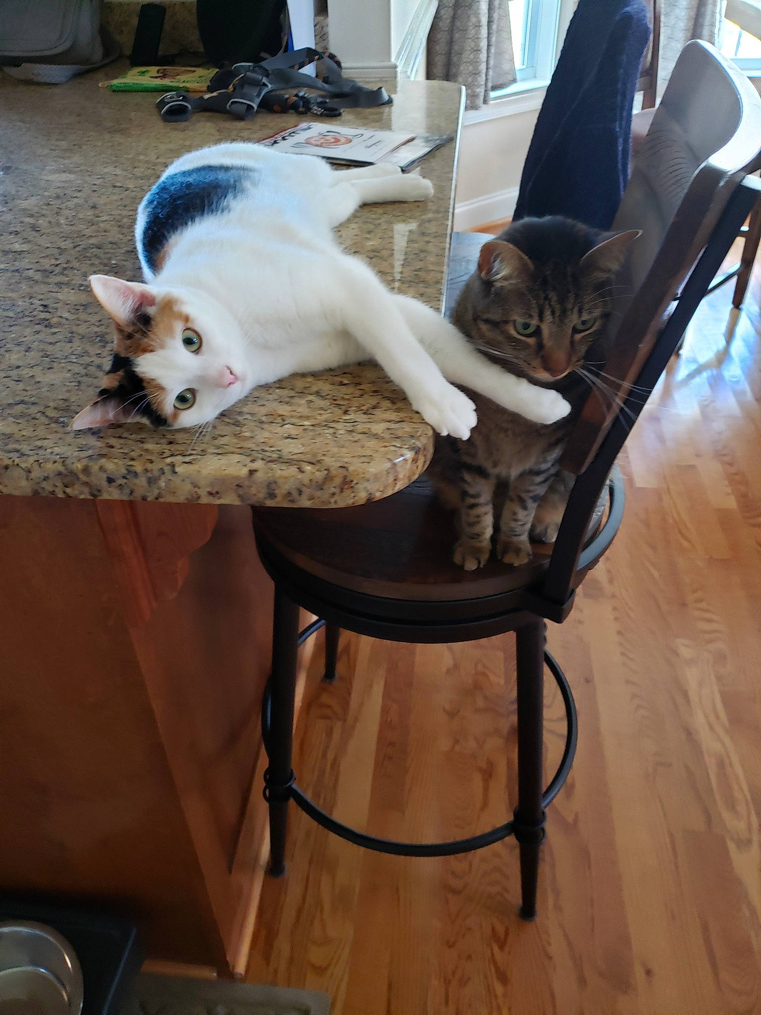 Caly joined the competition — help win amazing prizes! canidae, carnivore, cat, chair, companion_dog, cornish_rex, domestic_rabbit, fawn, felidae, floor, fur, hardwood, small_to_medium_sized_cats, tail, whiskers, wood