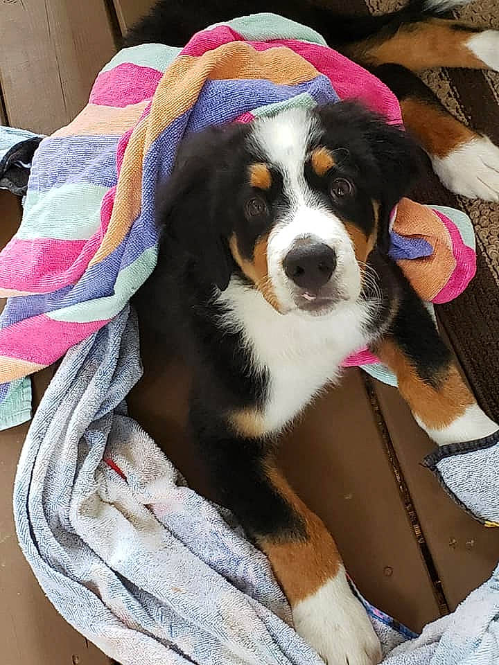 Sig is registered to the contest to win money with this photo: appenzeller_sennenhund, australian_shepherd, bernese_mountain_dog, canidae, carnivore, companion_dog, dog, dog_breed, entlebucher_mountain_dog, greater_swiss_mountain_dog, mammal, puppy_love, sporting_group, vertebrate, working_dog