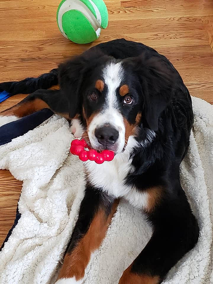 Sig is registered to the contest to win money with this photo: appenzeller_sennenhund, bernese_mountain_dog, canidae, carnivore, companion_dog, dog, dog_breed, english_shepherd, entlebucher_mountain_dog, fur, giant_dog_breed, greater_swiss_mountain_dog, mammal, rare_breed_dog, snout, sporting_group, vertebrate, whiskers, working_dog