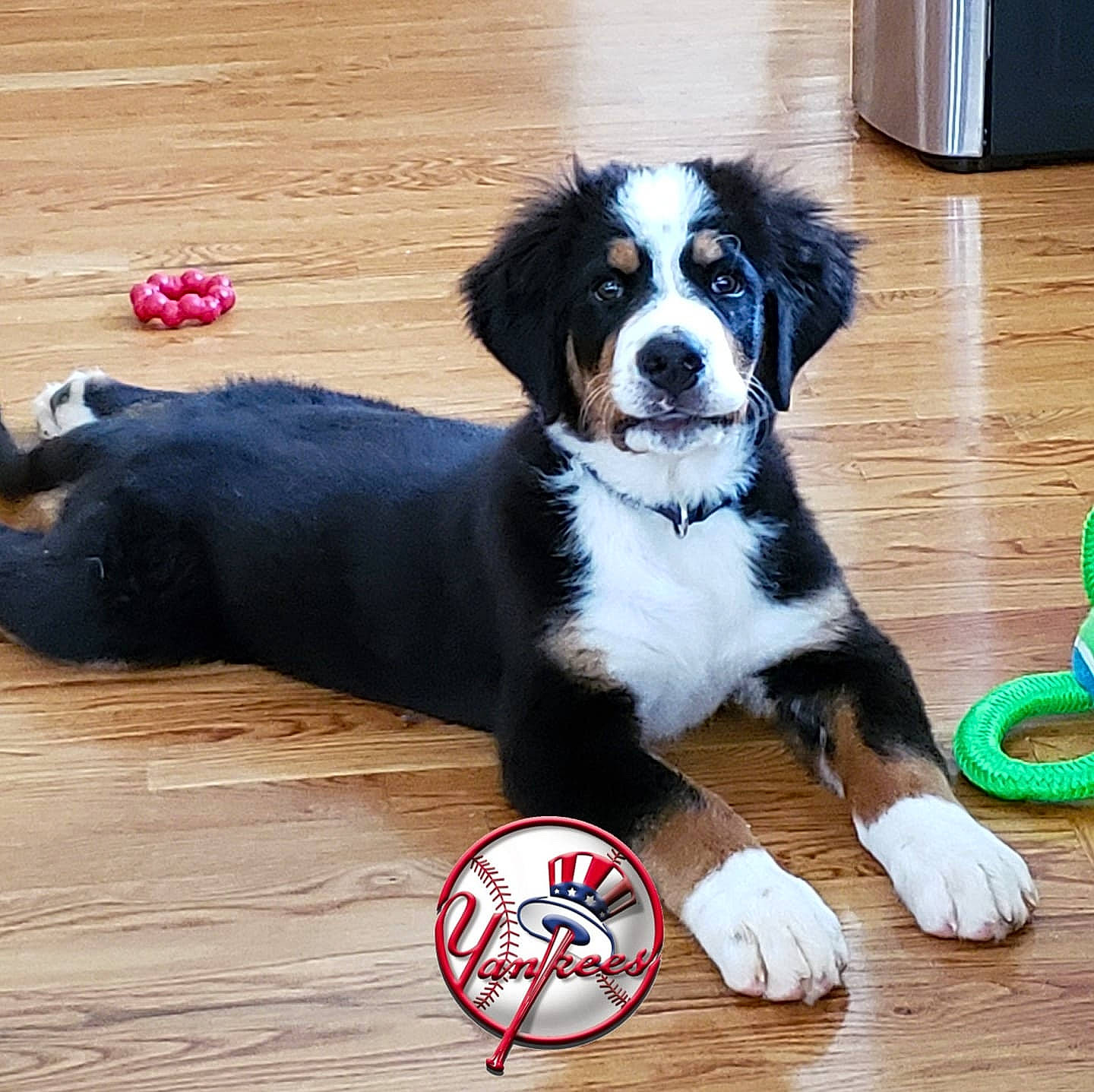 Sig is registered to the contest to win money with this photo: bernese_mountain_dog, canidae, carnivore, companion_dog, dog, dog_breed, dog_toy, english_shepherd, giant_dog_breed, greater_swiss_mountain_dog, mammal, paw, puppy, rare_breed_dog, snout, sporting_group, st_bernard, vertebrate, working_dog