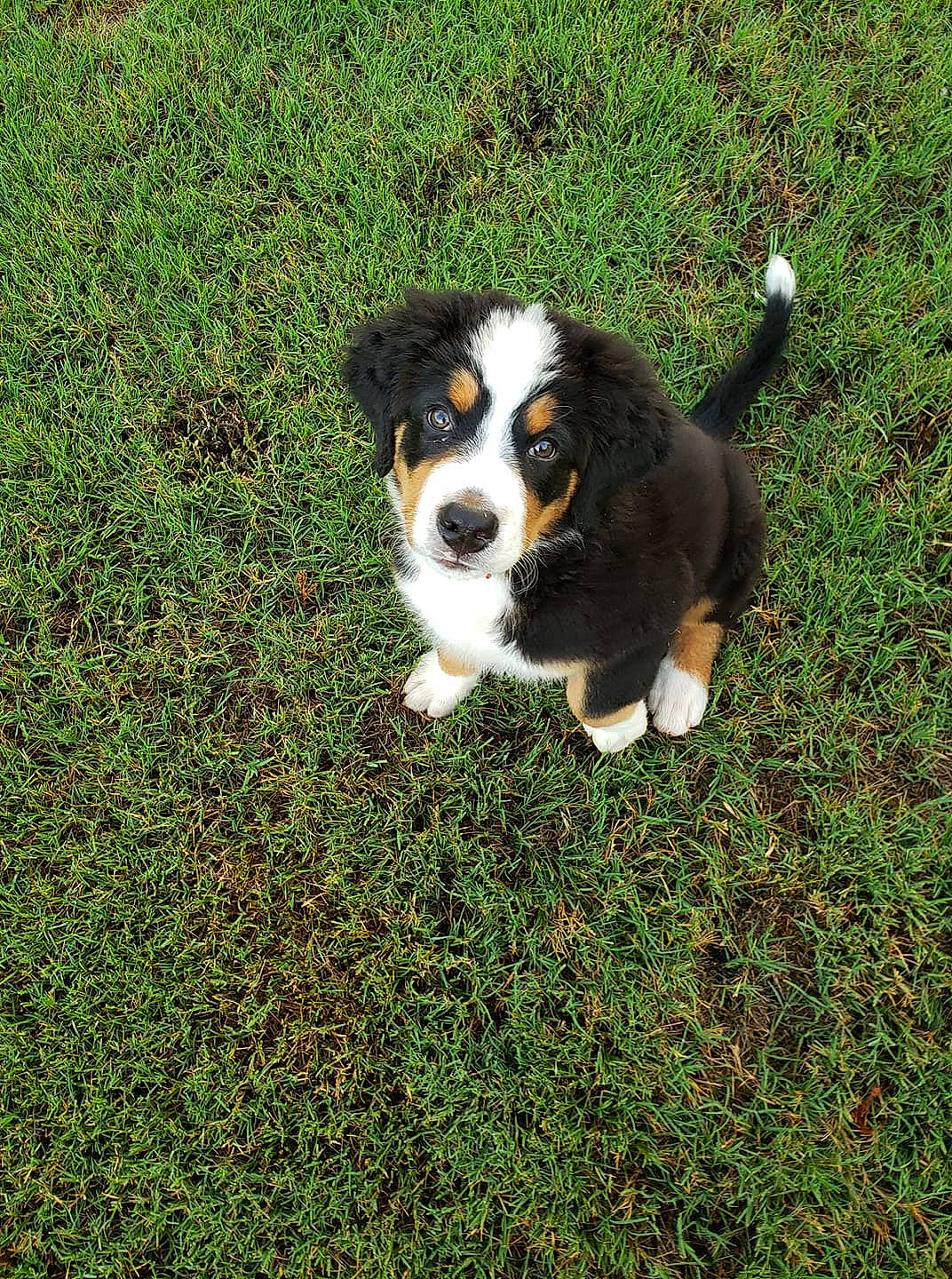 Sig joined the competition — help win amazing prizes! appenzeller_sennenhund, australian_shepherd, bernese_mountain_dog, canidae, carnivore, companion_dog, dog, dog_breed, english_shepherd, grass, mammal, miniature_australian_shepherd, plant, puppy, rare_breed_dog, sporting_group, vertebrate, welsh_sheepdog, working_dog