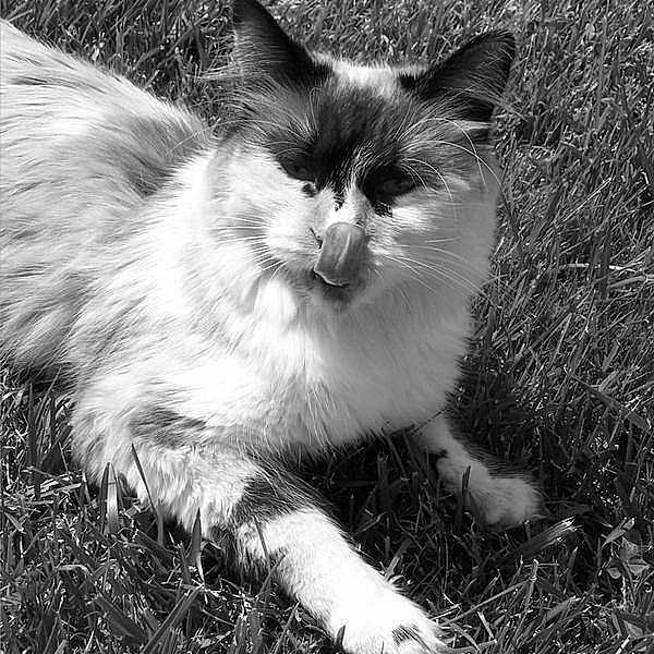 Bella Collingwood is registered to the contest to win money with this photo: