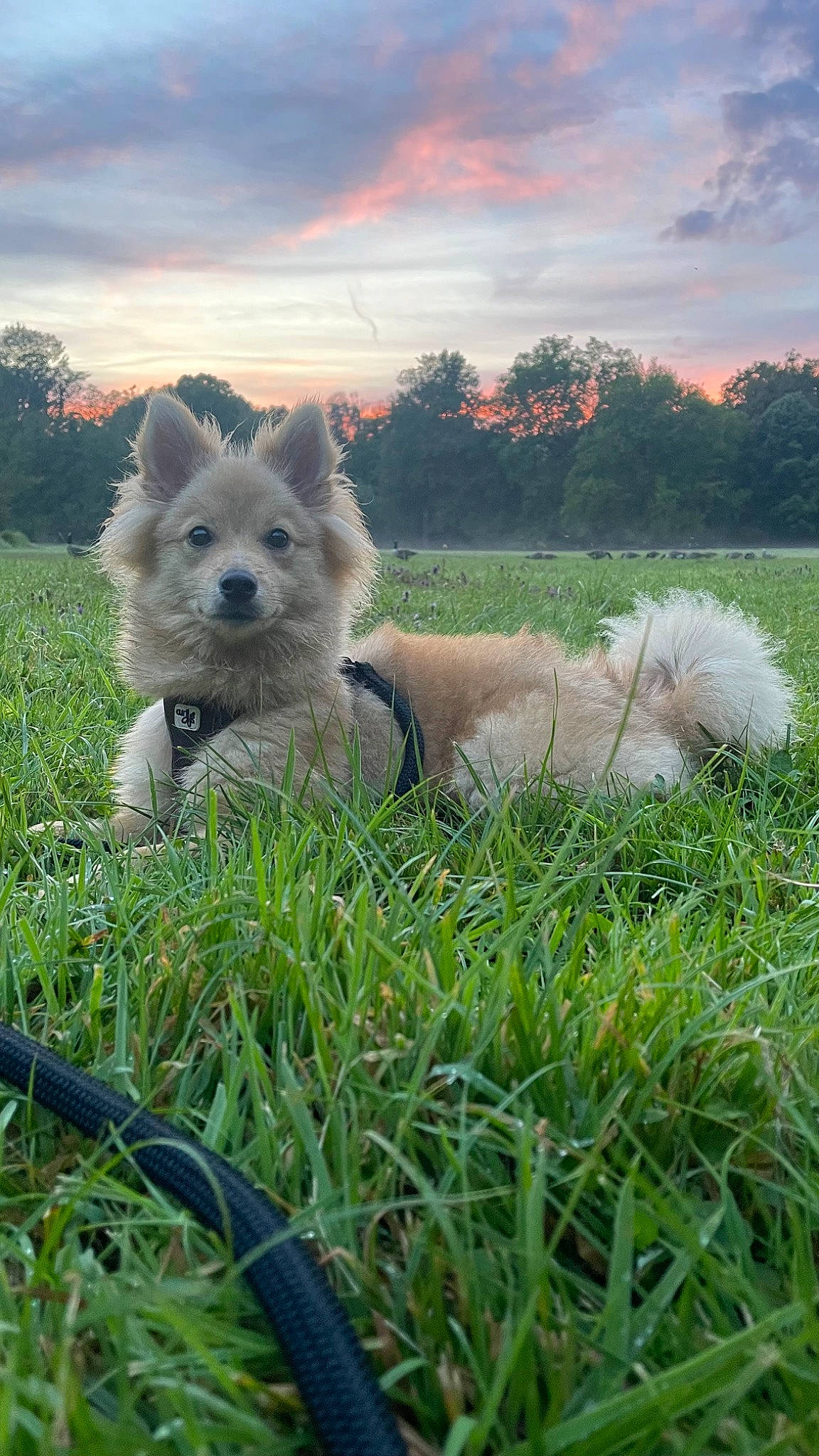 Moon a rejoint le concours — aidez-le/la à gagner de superbes lots ! canidae, carnivore, cloud, companion_dog, cumulus, dog, dog_breed, grass, grassland, landscape, pasture, plant, prairie, sky, sporting_group, tail, terrier, toy_dog, tree, working_animal
