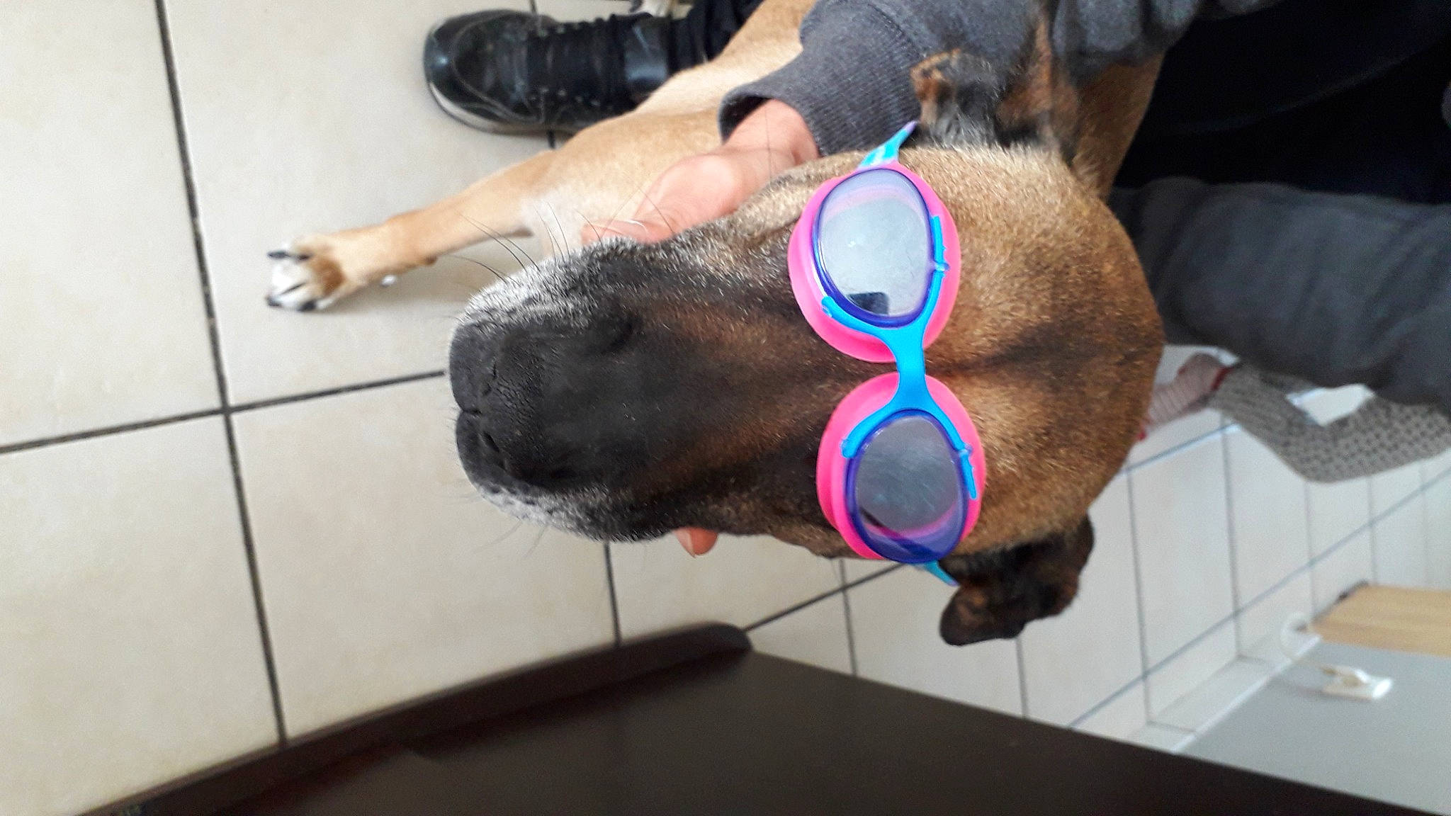 Ganja participe au concours pour gagner de l'argent avec cette photo : canidae, carnivore, collar, companion_dog, dog, dog_breed, dog_supply, fawn, flooring, foot, fur, human_leg, leash, liver, pet_supply, snout, sporting_group, toy, working_animal, wrist