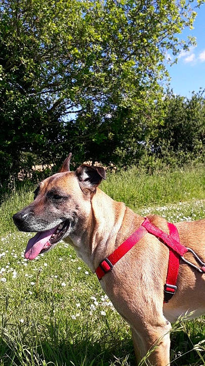 Ganja participe au concours pour gagner de l'argent avec cette photo : carnivore, cloud, collar, companion_dog, dog, dog_breed, dog_collar, dog_supply, fawn, grass, leash, pet_supply, plant, sky, snout, sporting_group, tail, tree, whiskers, working_animal