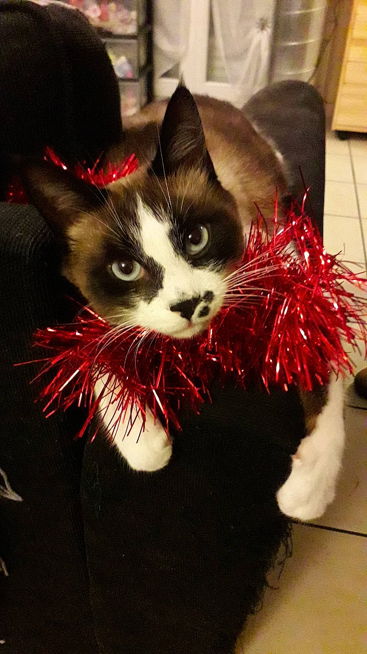 Moustique participe au concours pour gagner de l'argent avec cette photo : art, carmine, carnivore, cat, claw, domestic_short_haired_cat, event, felidae, formal_wear, fur, holiday, paw, photo_caption, small_to_medium_sized_cats, snout, tail, whiskers