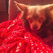 Charly participe au concours pour gagner de l'argent avec cette photo : dog, puppy, fluffy, brown_fur, long_hair, pointed_ears, pet, animal, portrait, close_up, blanket, red_blanket, cozy, indoors, couch, resting, lying_down, looking_at_camera, warm_lighting, home
