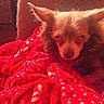 dog, puppy, fluffy, brown_fur, long_hair, pointed_ears, pet, animal, portrait, close_up, blanket, red_blanket, cozy, indoors, couch, resting, lying_down, looking_at_camera, warm_lighting, home