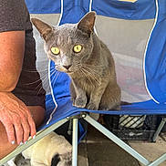 Toby is registered to the contest to win money with this photo: cat, dog, pug, gray_cat, yellow_eyes, chair, blue_chair, person, arm, nail_polish, outdoor, pet, animal, floor, tile_floor, resting_dog, curious_cat, folding_chair, mesh_back, relaxation
