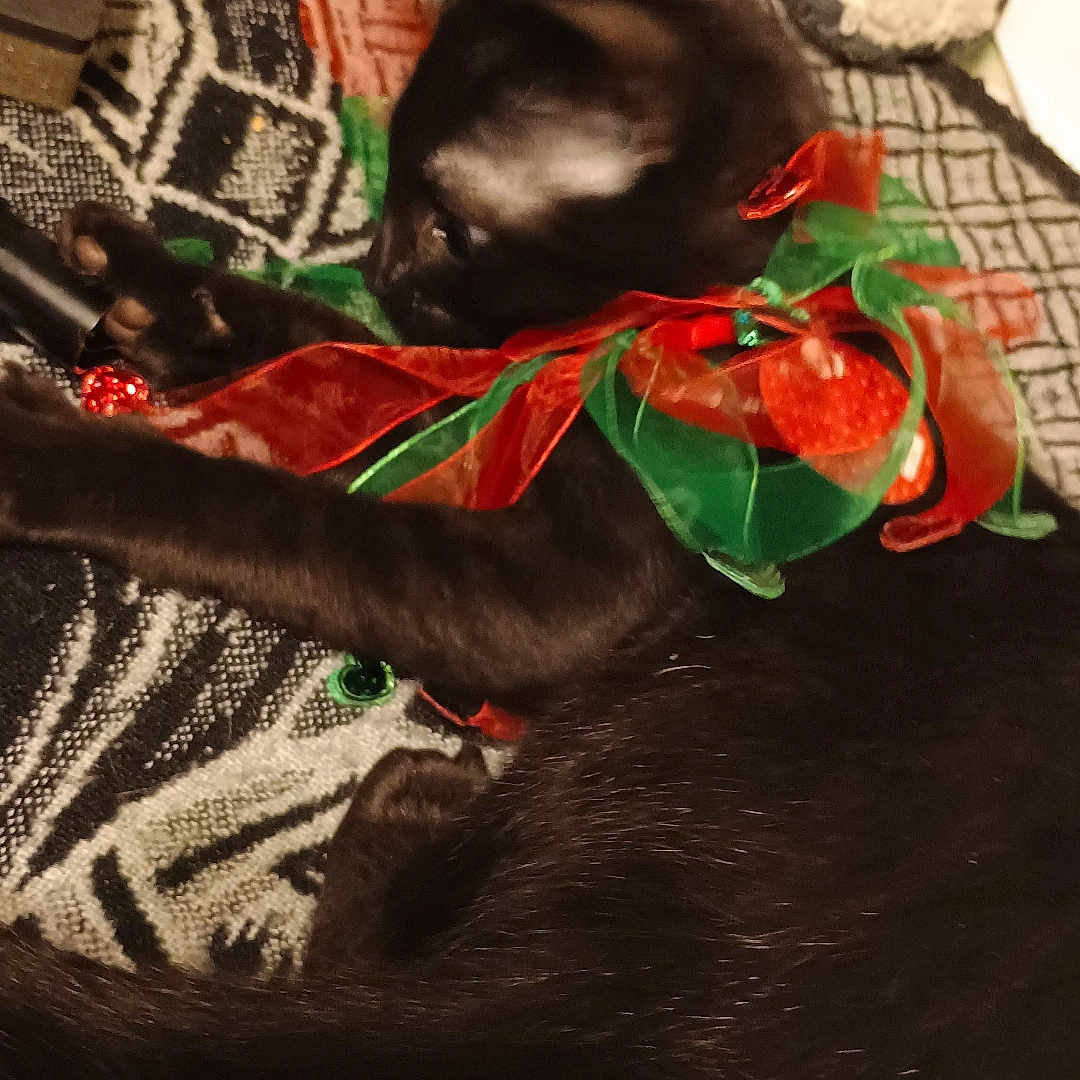 Saddle joined the competition — help win amazing prizes! animal, black_cat, blanket, cat, cozy, cute, decorative, feline, fur, green_ribbon, holiday_colors, indoor, patterned_blanket, pet, playful, red_ribbon, relaxed, resting, ribbons, whiskers