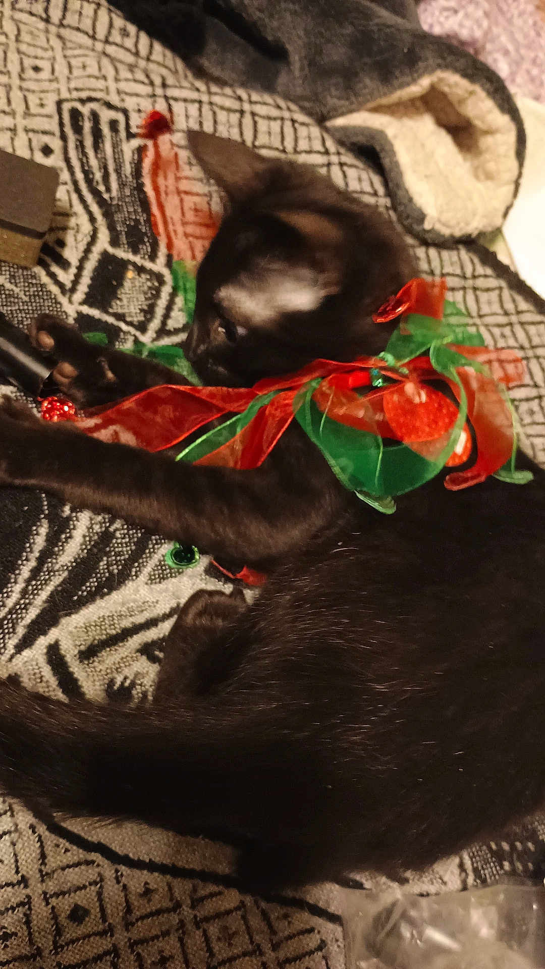 Saddle joined the competition — help win amazing prizes! cat, black_cat, ribbons, indoor, blanket, patterned_blanket, feline, pet, animal, resting, cozy, decorative, holiday_colors, red_ribbon, green_ribbon, cute, fur, whiskers, playful, relaxed