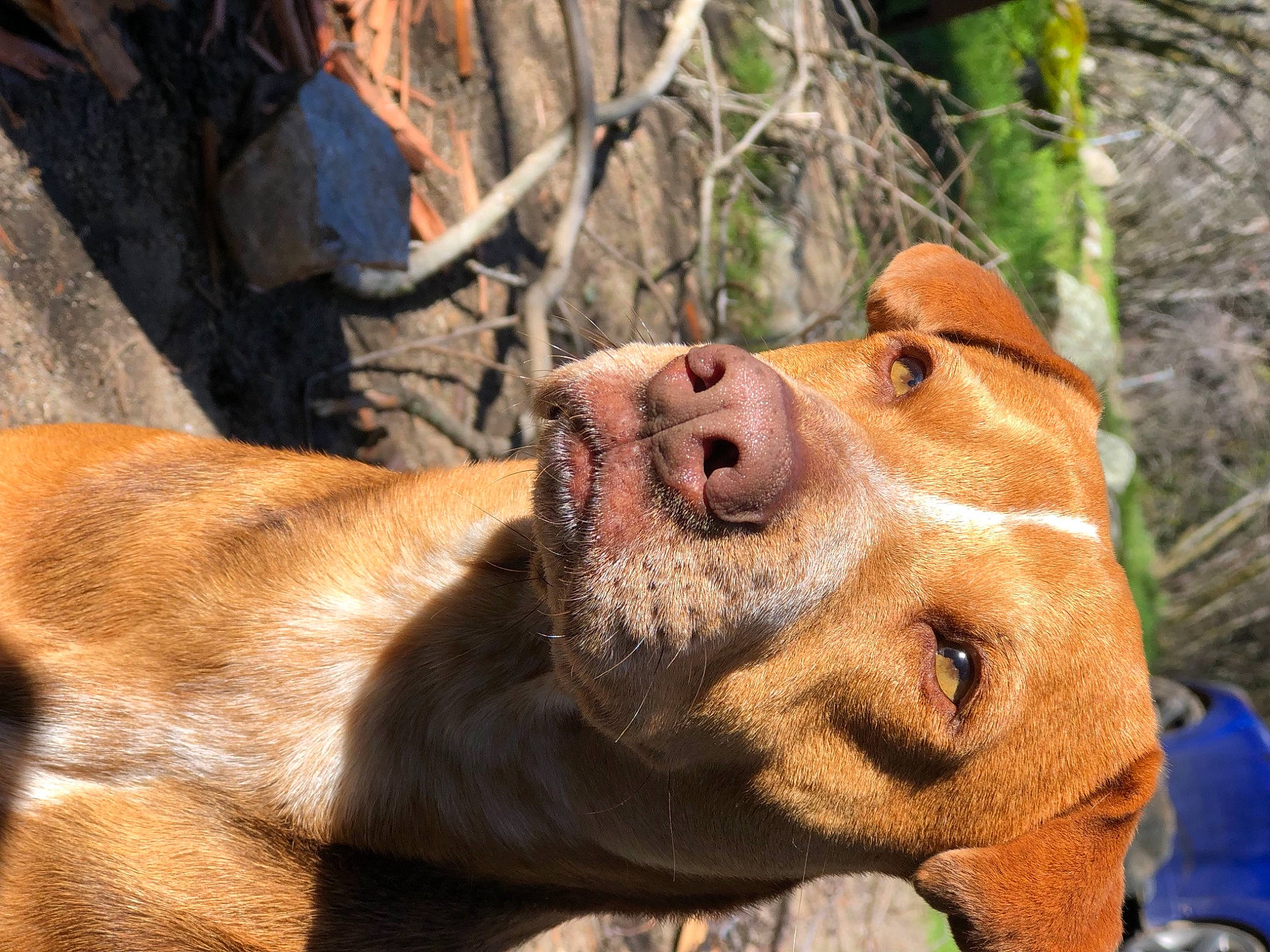 Laney joined the competition — help win amazing prizes! canidae, carnivore, dog, dog_breed, fawn, fur, grass, jaw, liver, livestock, plant, snout, sporting_group, terrestrial_animal, tree, trunk, whiskers, wildlife, wood, working_animal