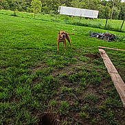 Coo is registered to the contest to win money with this photo: canine, cloud, dirt, dog, fence, field, grass, greenery, hole, landscape, nature, outdoor, pet, rural, sky, summer, trailer, tree, wooden_plank, yard