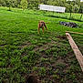canine, cloud, dirt, dog, fence, field, grass, greenery, hole, landscape, nature, outdoor, pet, rural, sky, summer, trailer, tree, wooden_plank, yard