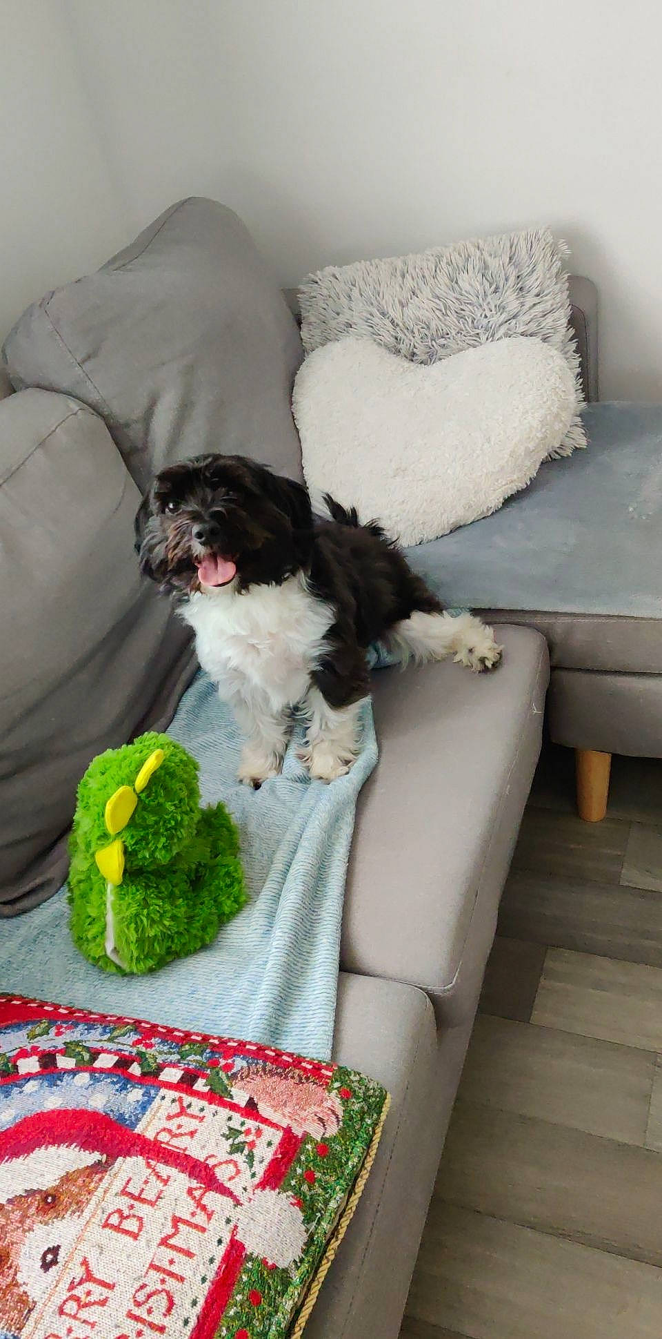 Jack participe au concours pour gagner de l'argent avec cette photo : bolonka, canidae, carnivore, companion_dog, dog, dog_breed, furniture, havanese, home, lagotto_romagnolo, mammal, non_sporting_group, portuguese_water_dog, puppy, schnoodle, shih_poo, shih_tzu, spanish_water_dog, sporting_group, toy_dog