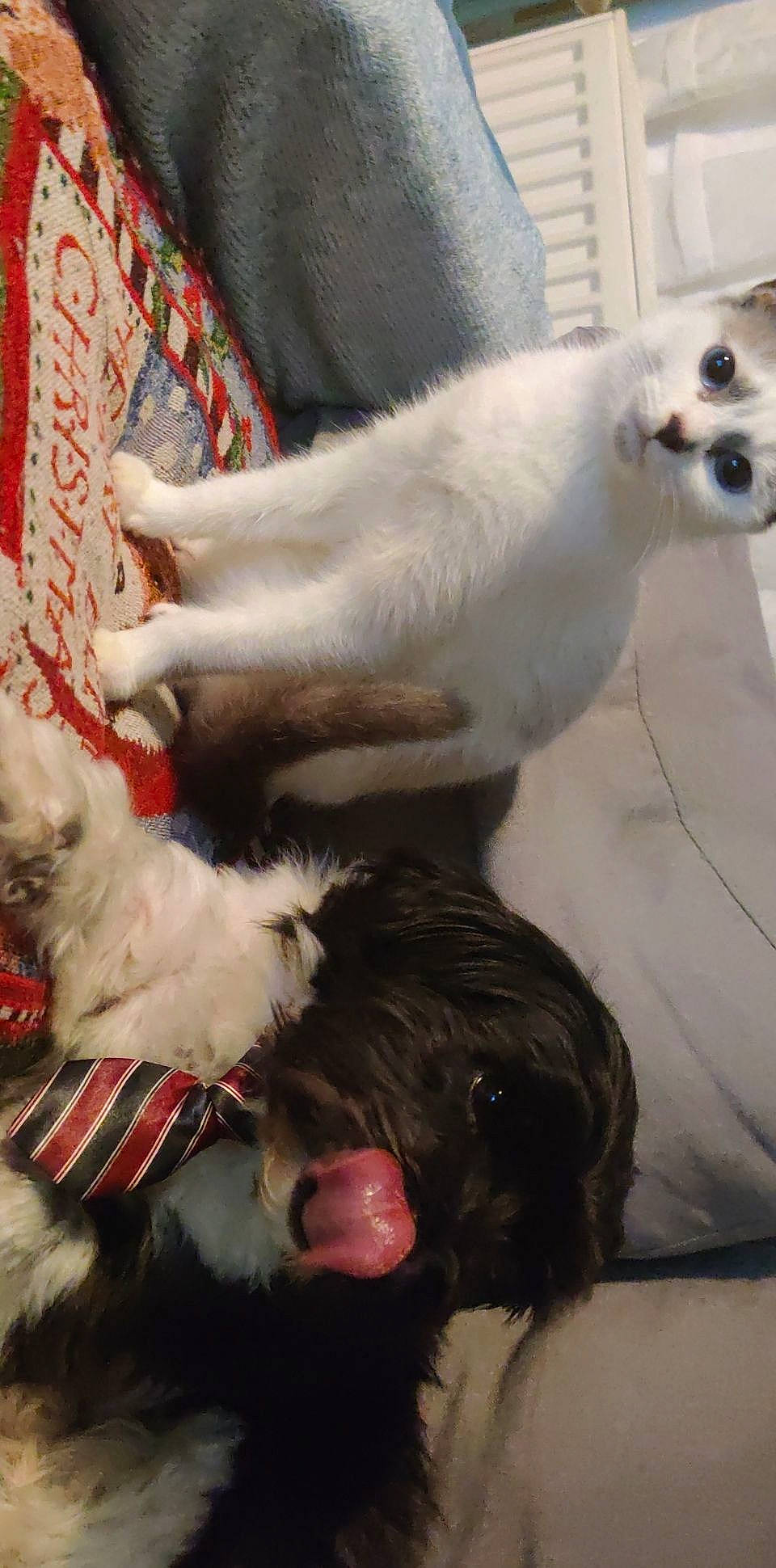 Jack a rejoint le concours — aidez-le/la à gagner de superbes lots ! canidae, carnivore, companion_dog, dog, dog_breed, maltese, mammal, non_sporting_group, puppy_love, sporting_group, terrier, vertebrate, west_highland_white_terrier