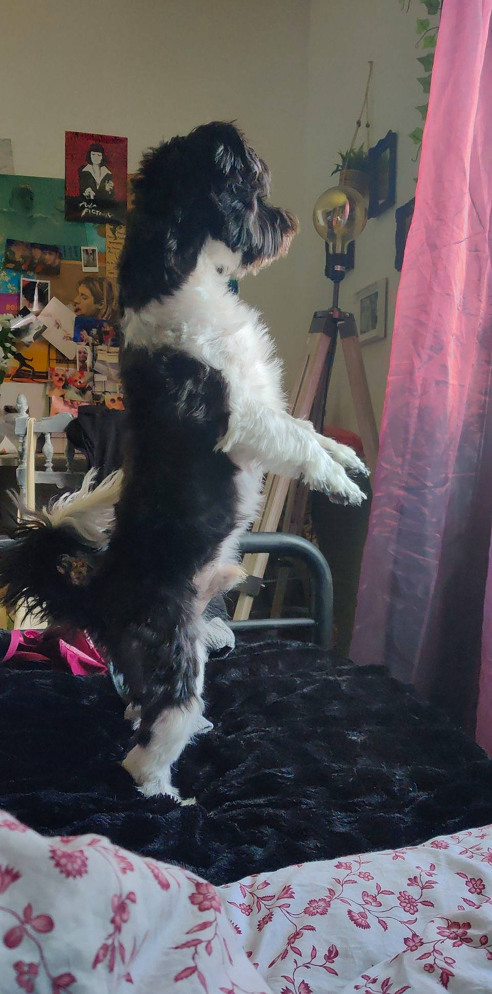 Jack participe au concours pour gagner de l'argent avec cette photo : canidae, carnivore, cat, dog, dog_breed, fox_terrier, mammal, sporting_group, stabyhoun